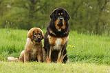 DOGUE DU TIBET 818